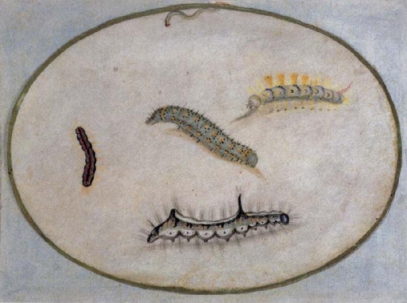 Maria Sibylla Merian Caterpillars oil painting picture